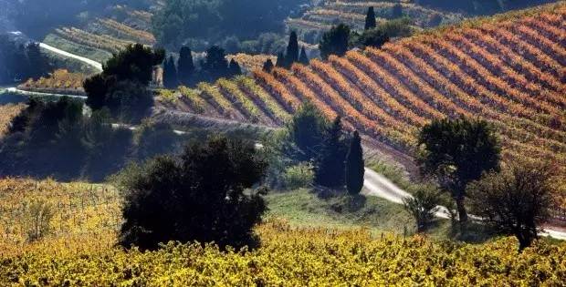 羅訥河谷葡萄酒2016廣州品鑒會(huì) 探索法國(guó)葡萄酒的優(yōu)雅魅力